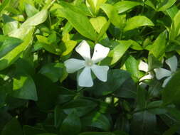 Image of Common Periwinkle