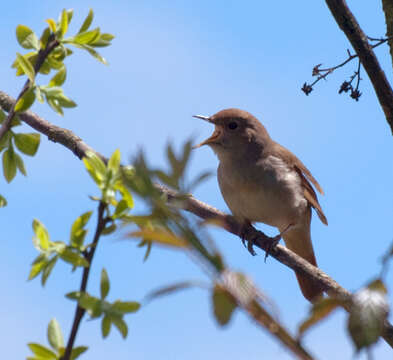 Image of nightingale, common nightingale