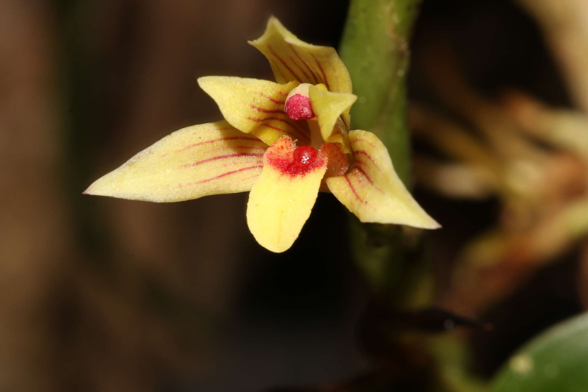 Image of Maxillaria estradae Dodson