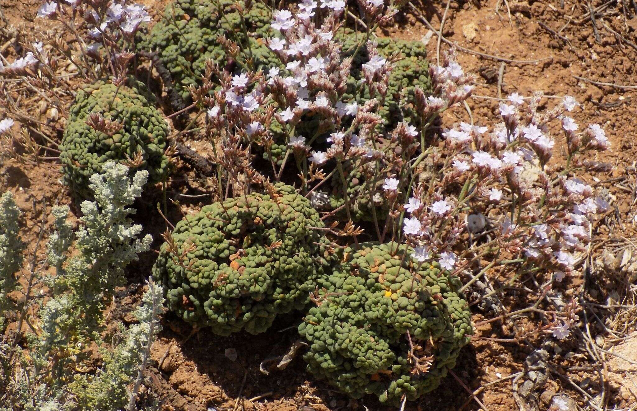 Image of Limonium minutum (L.) Chaz.