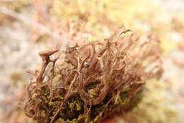 Image of cetraria lichen