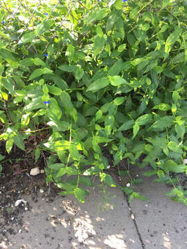 Image of Asiatic dayflower