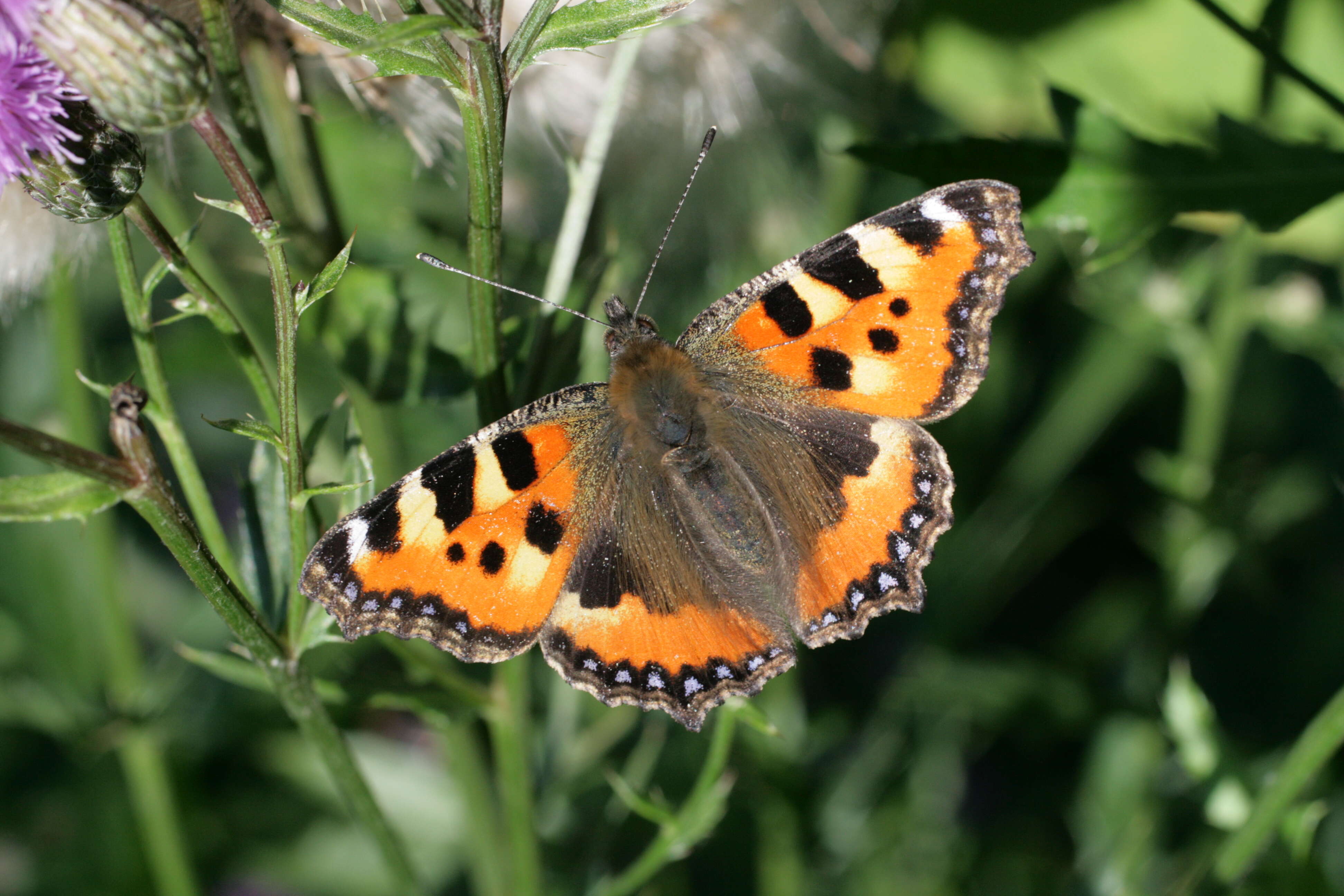 Imagem de Aglais urticae Linnaeus 1758