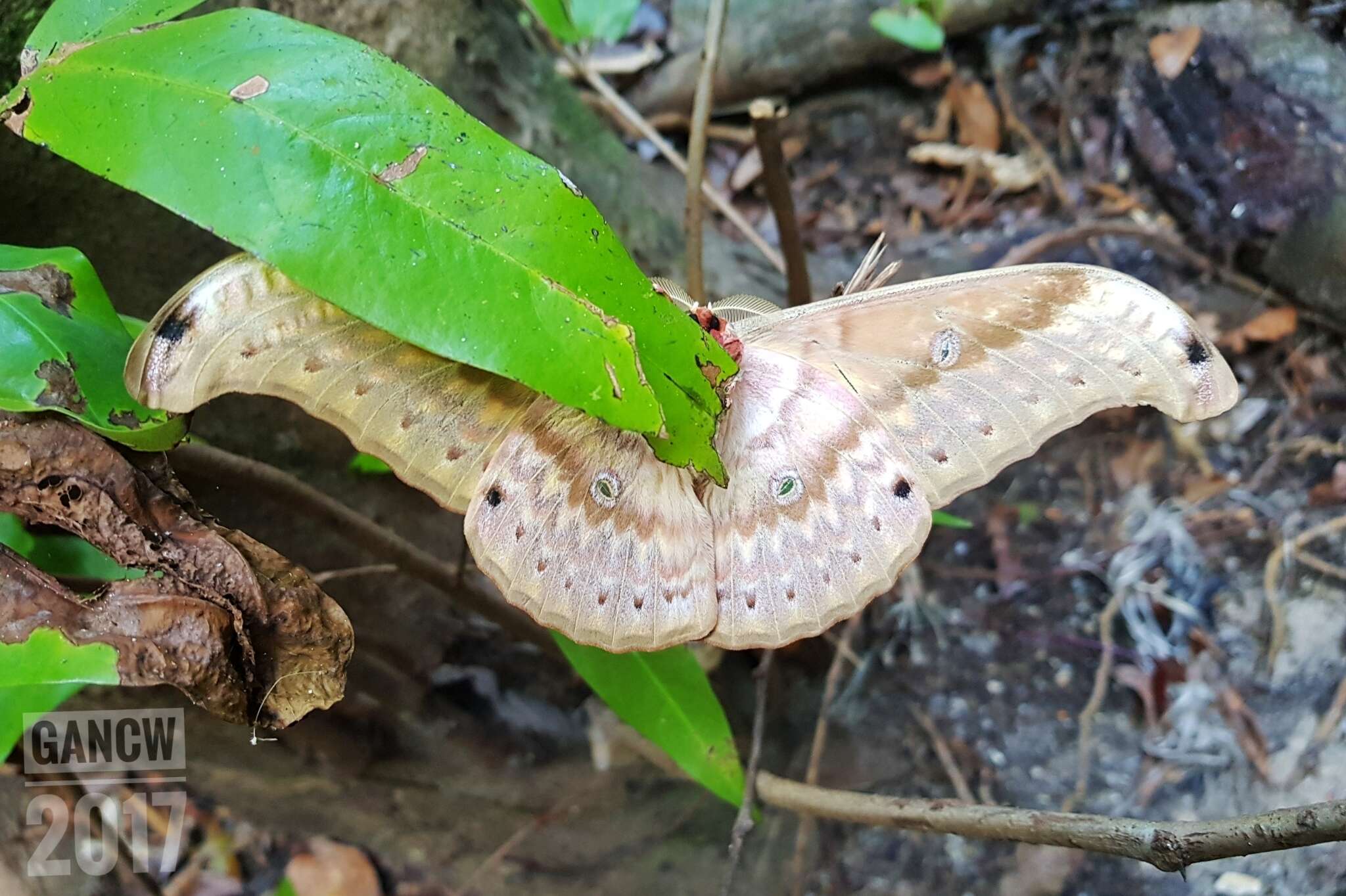 Image of Antheraea larissa (Westwood 1847)