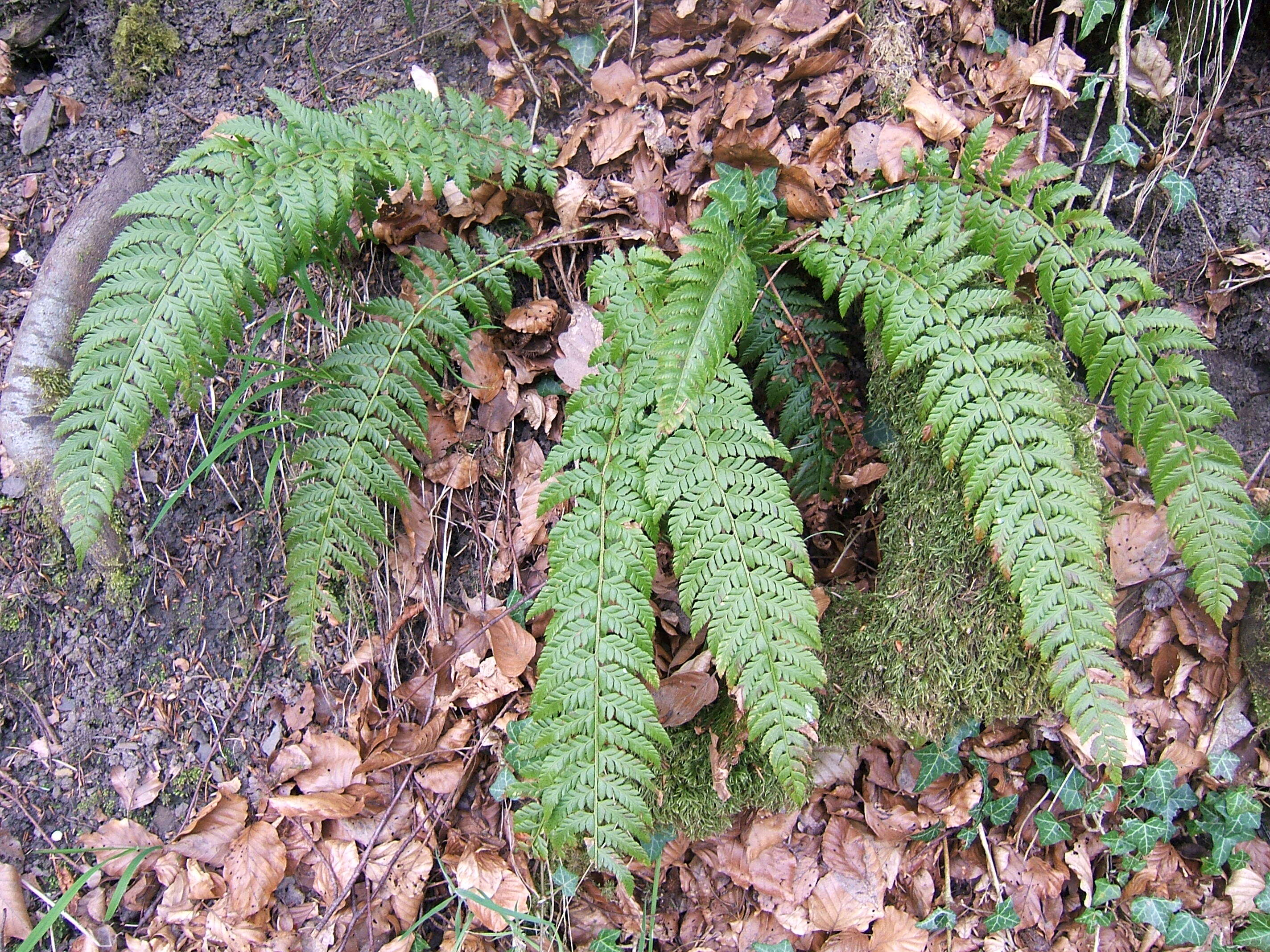 Image of hard shield-fern