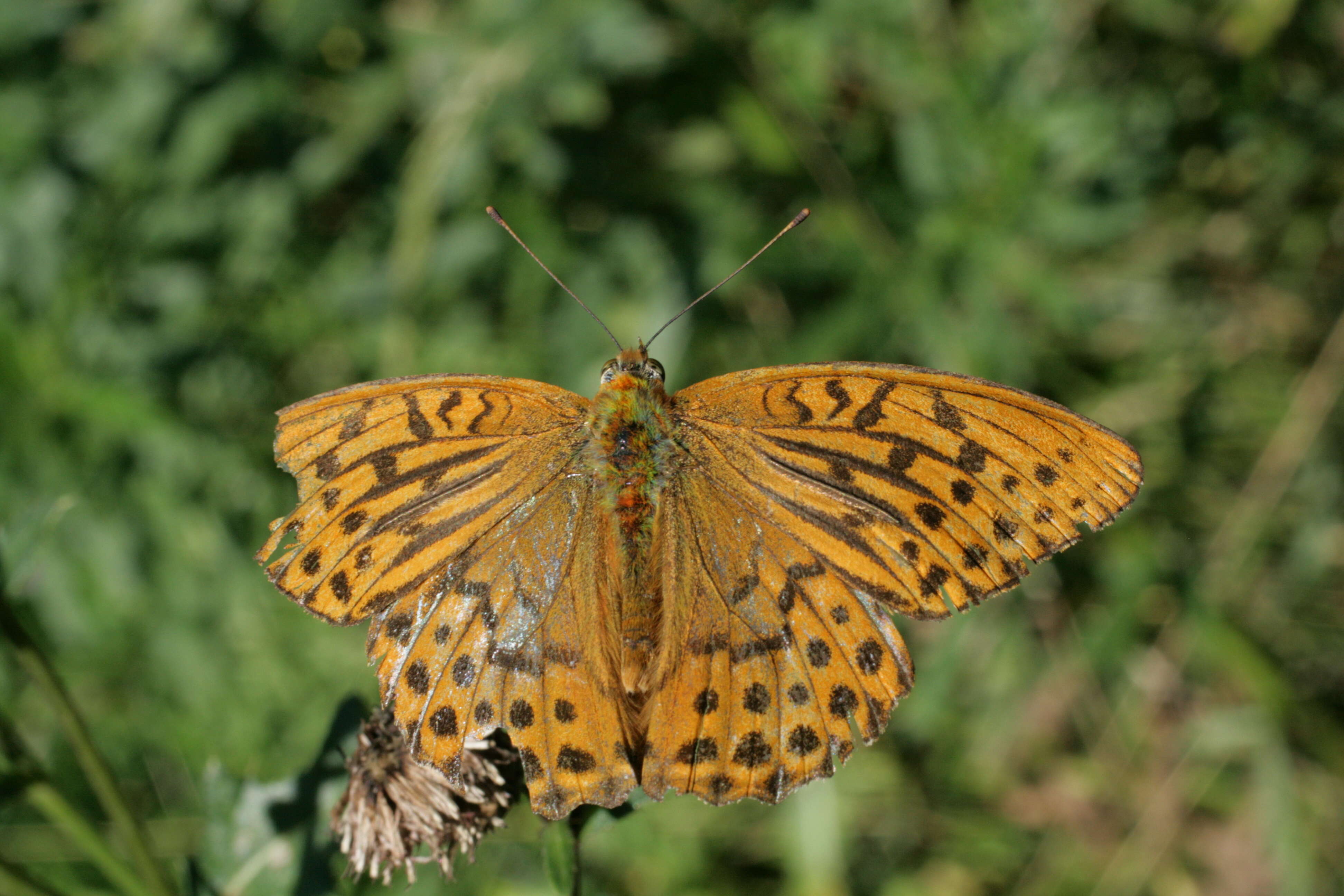 Image of silver-washed fritillary