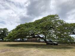 Image of Rain tree