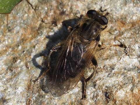 Image of Chalcosyrphus eunotus (Loew 1873)