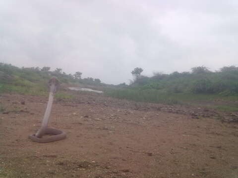 Image of Indian cobra