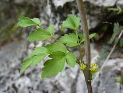 Image of Thaspium barbinode (Michx.) Nutt.