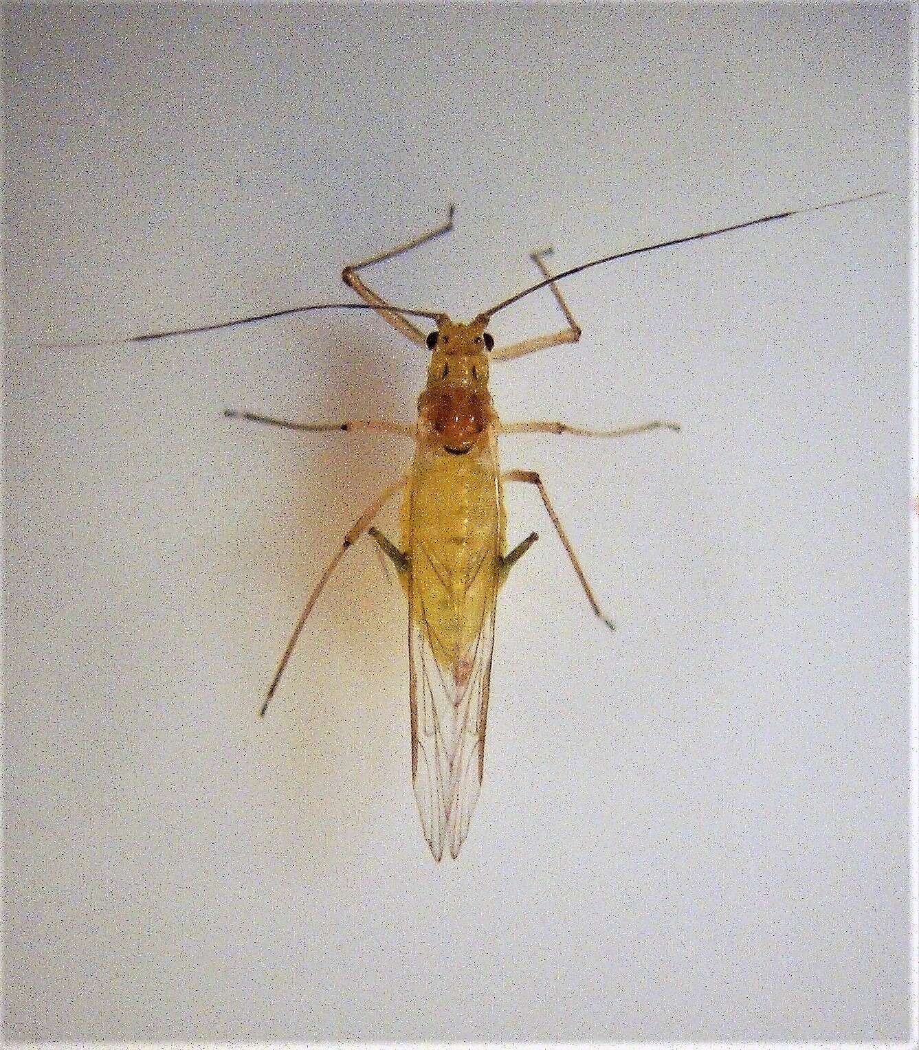 Image of Common sycamore aphid