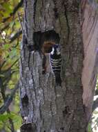 Image of Lesser Spotted Woodpecker