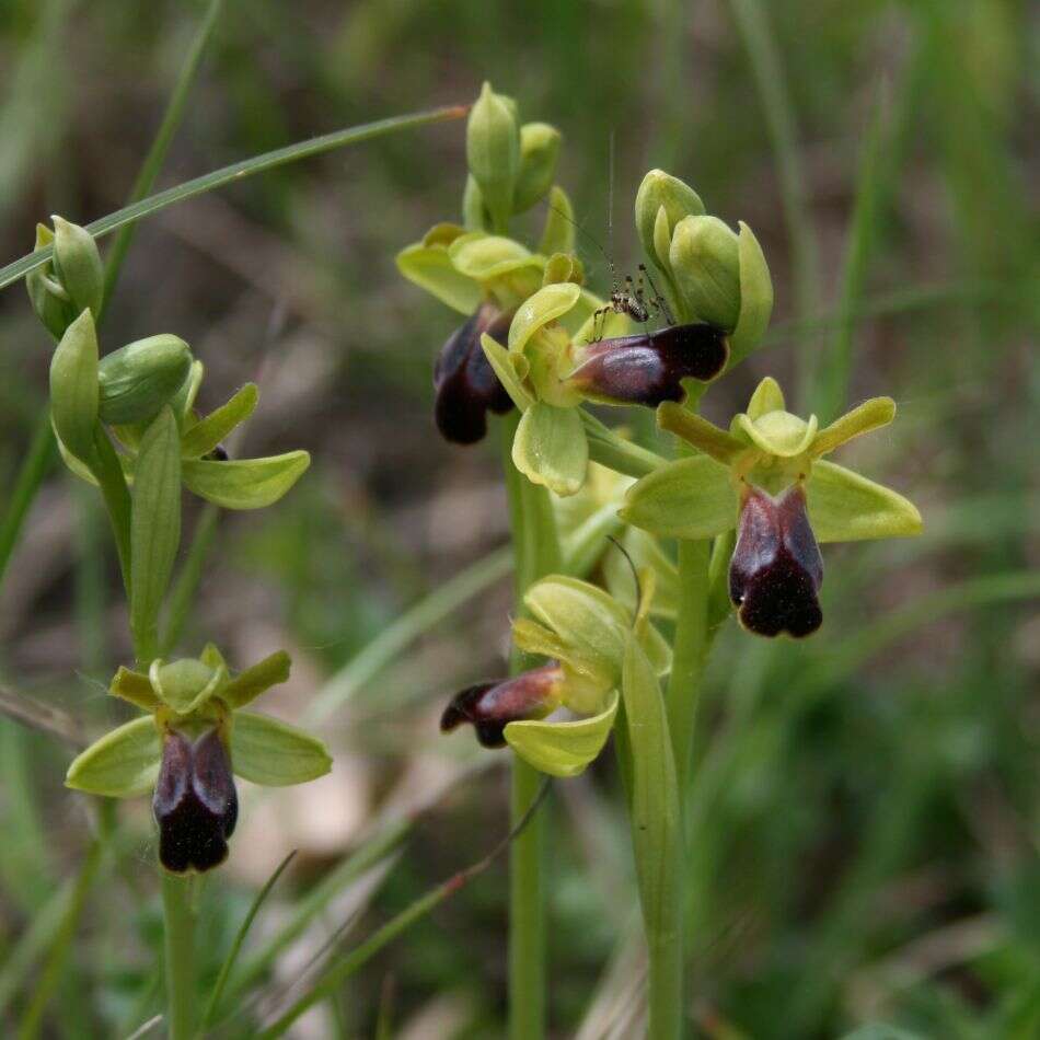 Image of Dark bee orchid