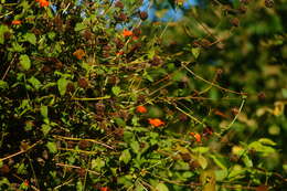 Image of Crimson Patched Longwing