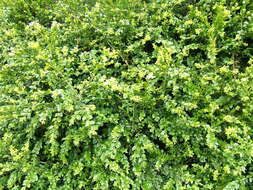 Image of Buxus sempervirens