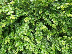 Image of Buxus sempervirens