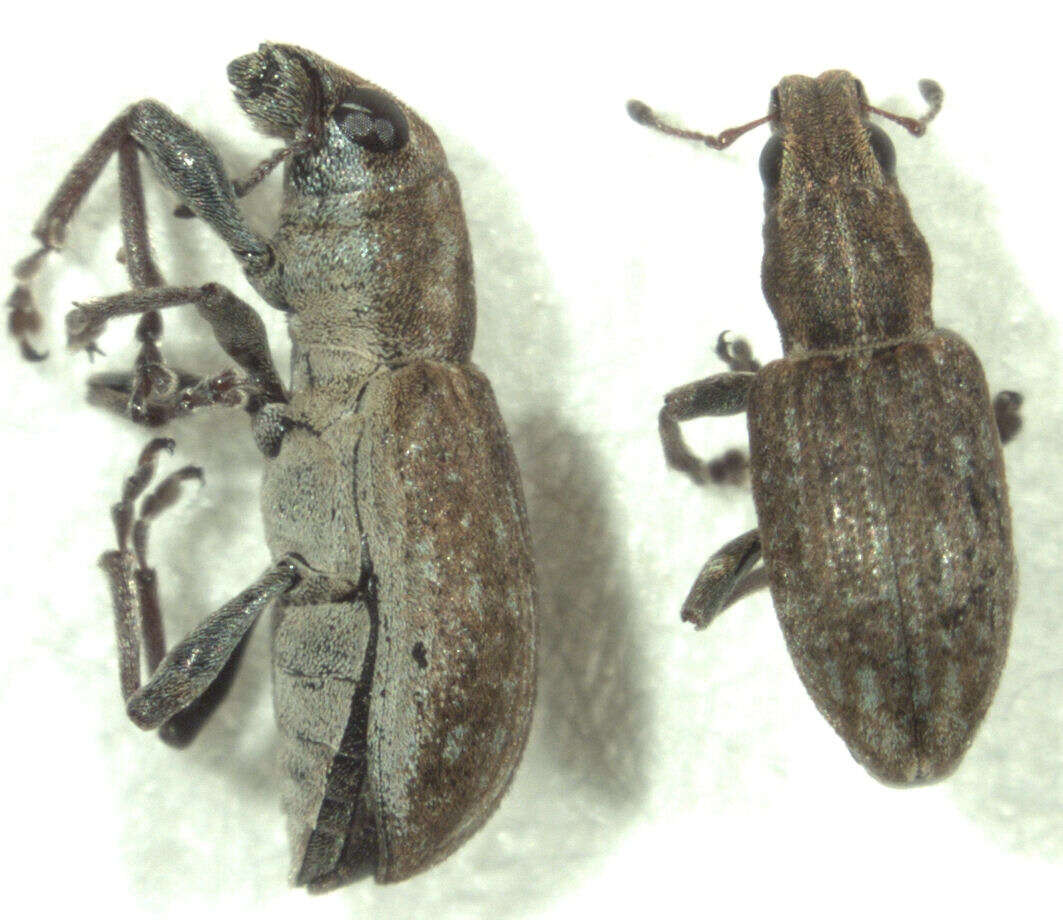 Image of Clover Root Weevil