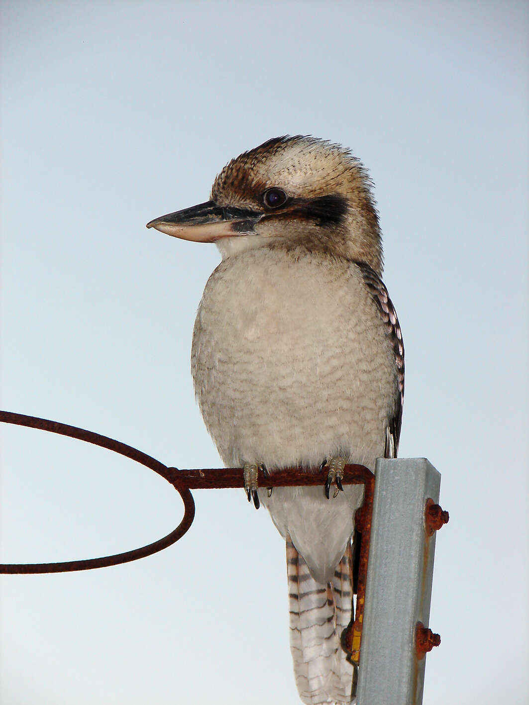 Image of Kookaburra