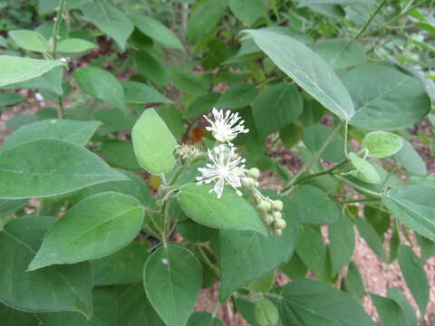 Sivun Croton humilis L. kuva