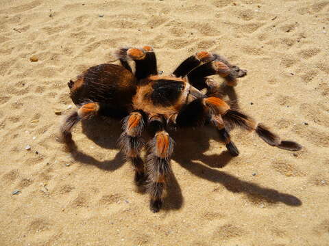 Image of Mexican Red Knee Tarantula