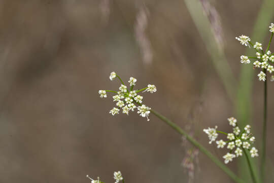 Image de Scaligeria napiformis (Willd. ex Spreng.) Grande