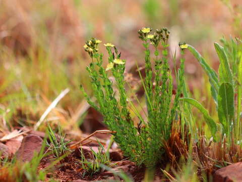 Imagem de Hypericum aethiopicum subsp. sonderi (Bred.) N. K. B. Robson