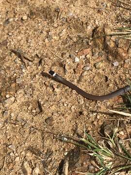 Image of Big Bend Black-headed Snake