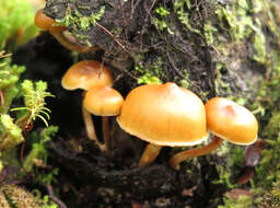 Image of Galerina patagonica Singer 1953