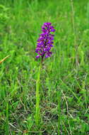 Anacamptis morio subsp. caucasica (K. Koch) H. Kretzschmar, Eccarius & H. Dietr. resmi