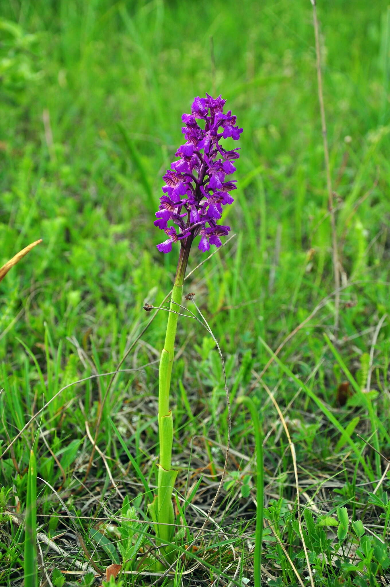 Anacamptis morio subsp. caucasica (K. Koch) H. Kretzschmar, Eccarius & H. Dietr. resmi