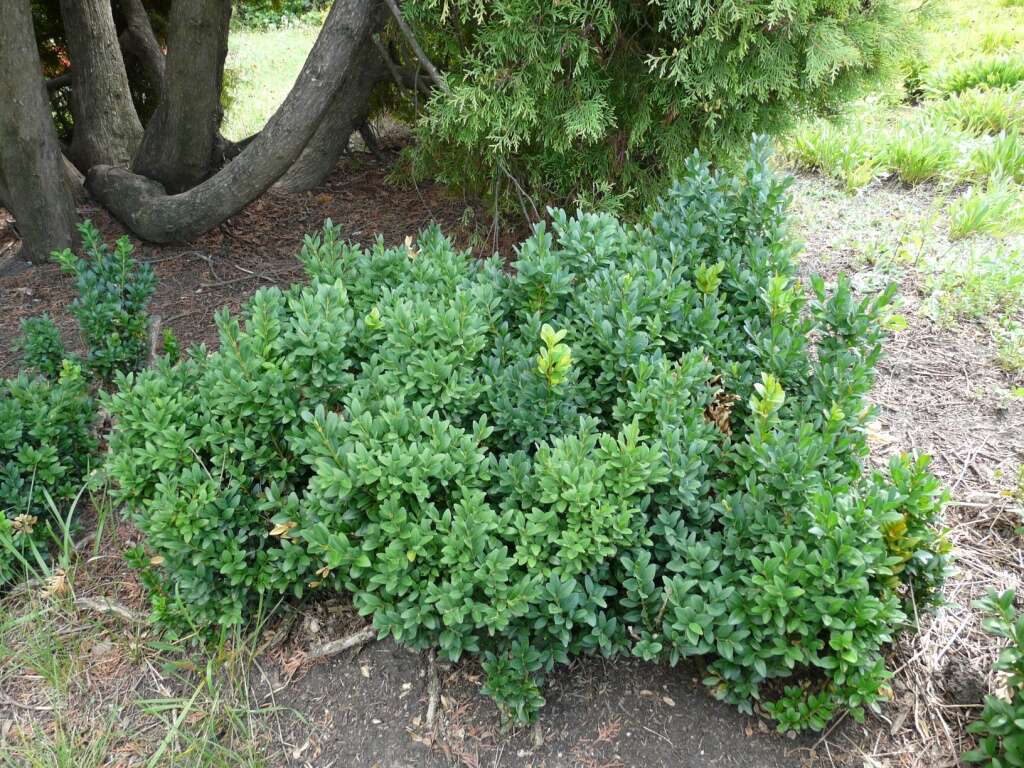 Image of Buxus sempervirens