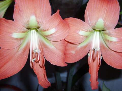 Image of striped Barbados lily