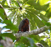 Image of Ornate Titi Monkey