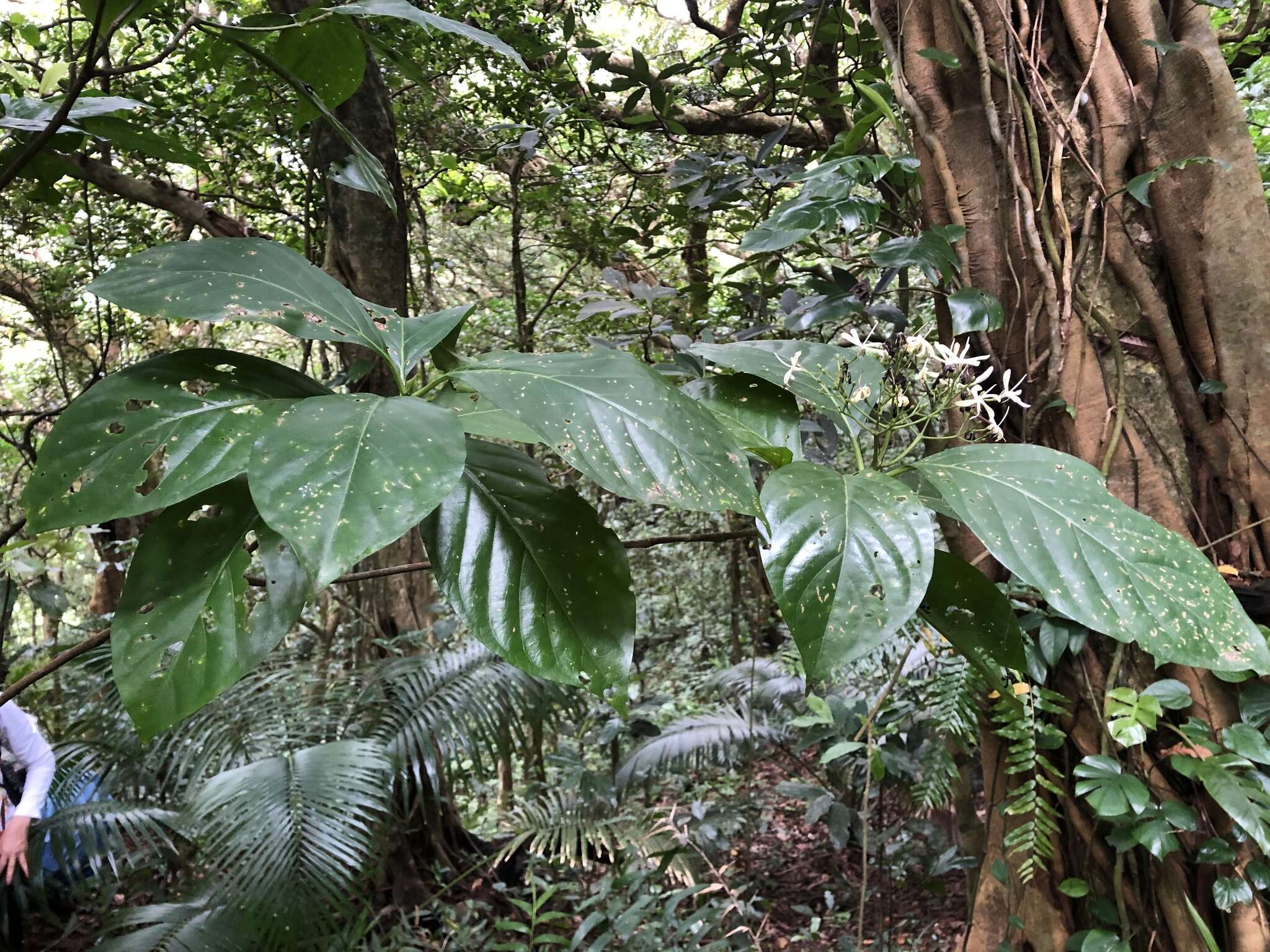 Image of Tarenna asiatica (L.) Kuntze ex K. Schum.