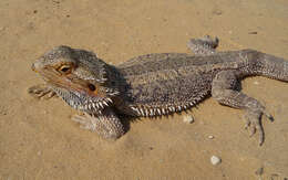 Image of Central bearded dragon