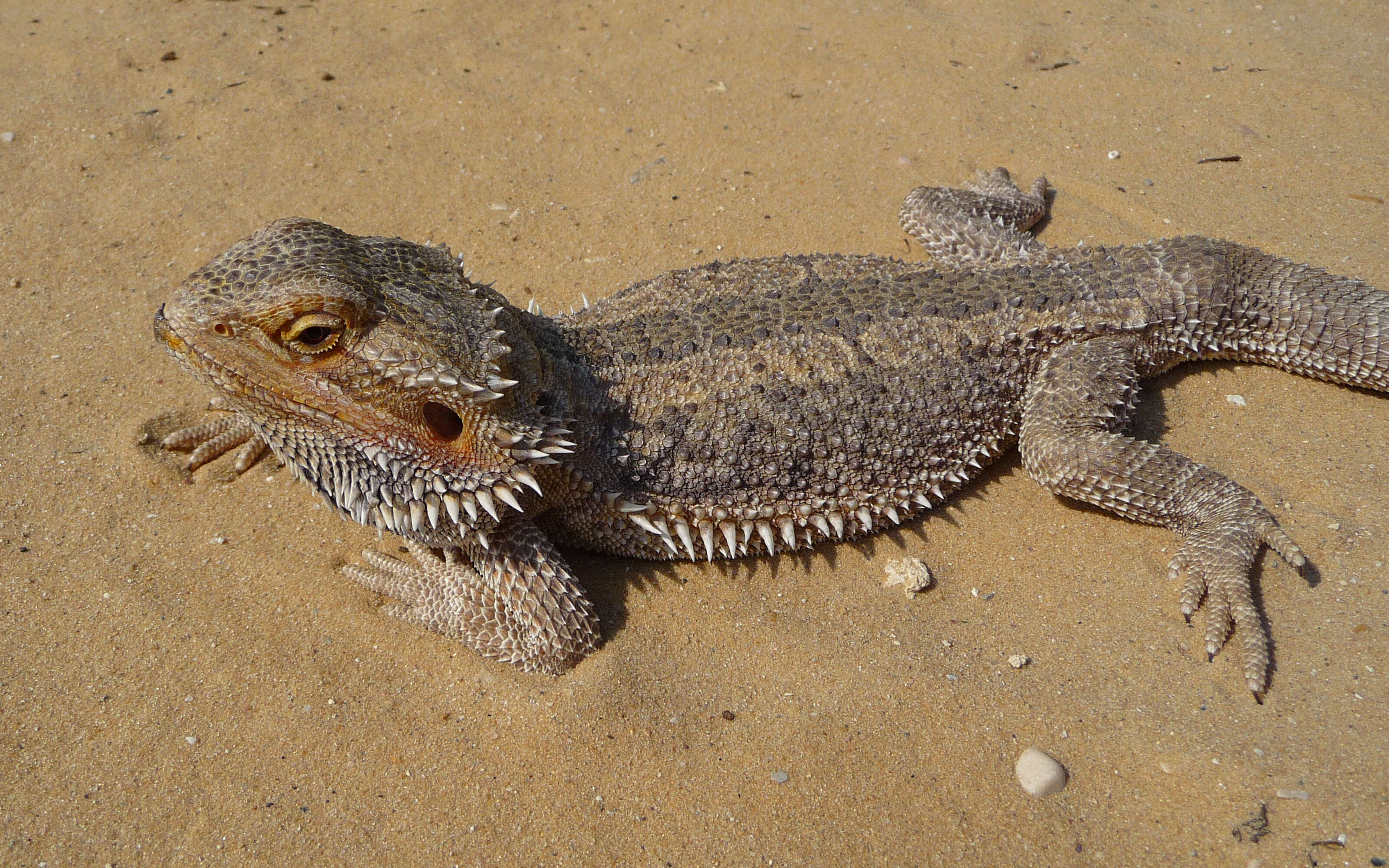 Plancia ëd Pogona vitticeps (Ahl 1926)