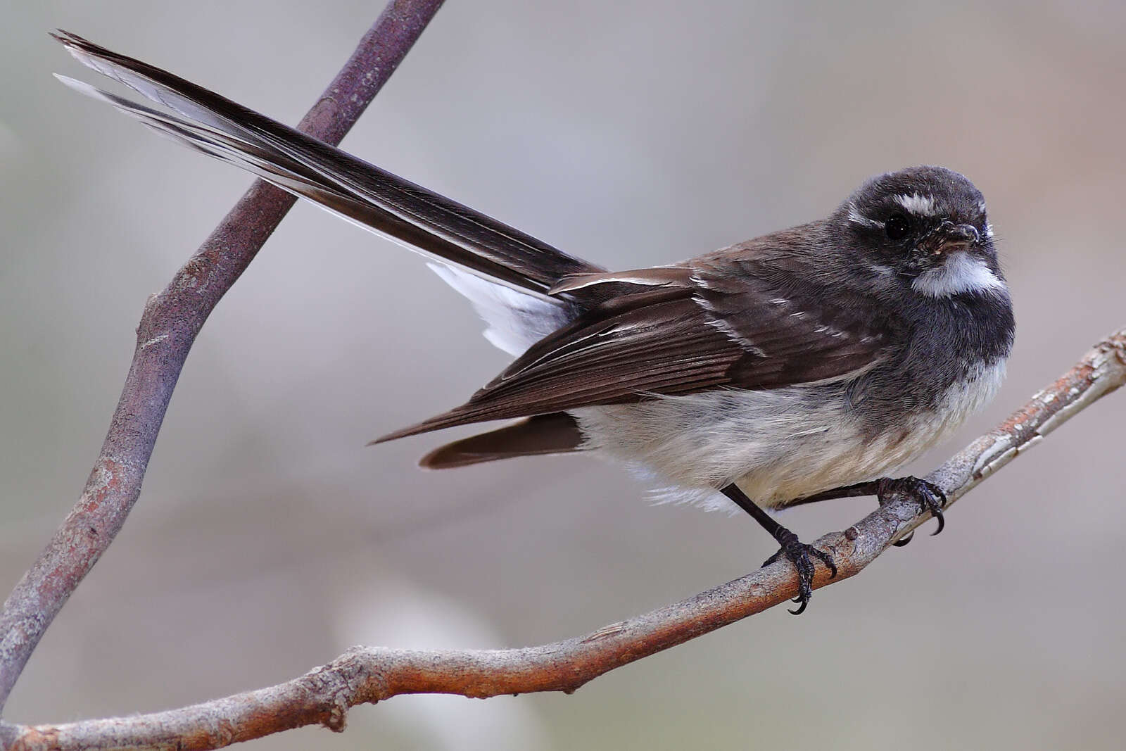 Image of Grey Fantail