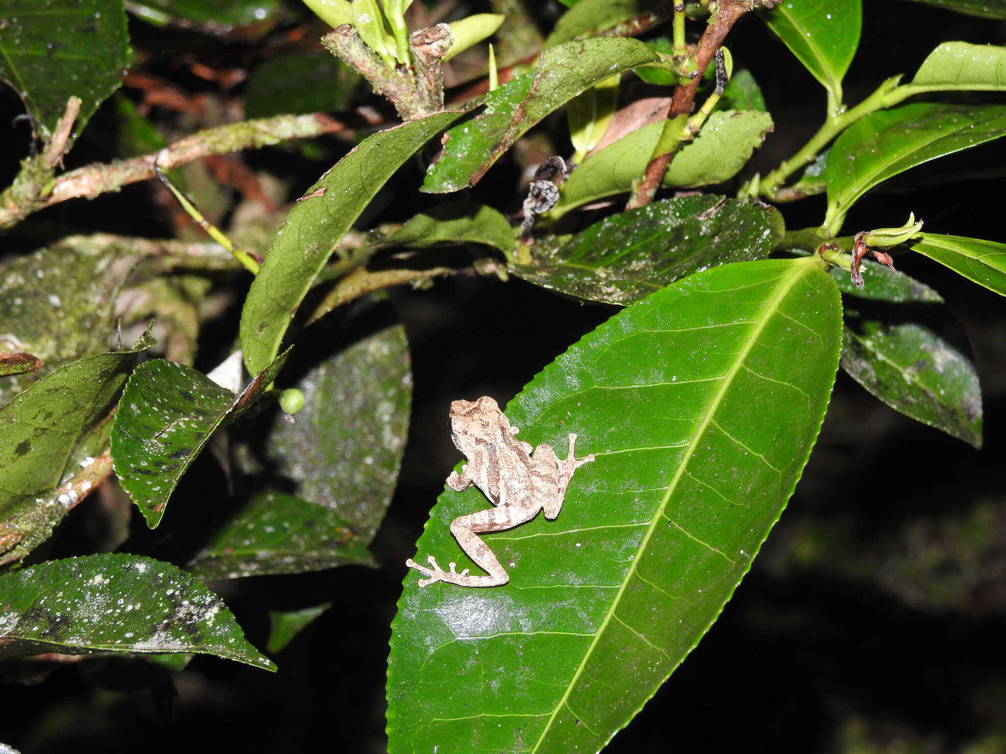 Philautus aurifasciatus (Schlegel 1837)的圖片