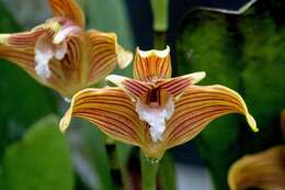 Image of Maxillaria striata Rolfe