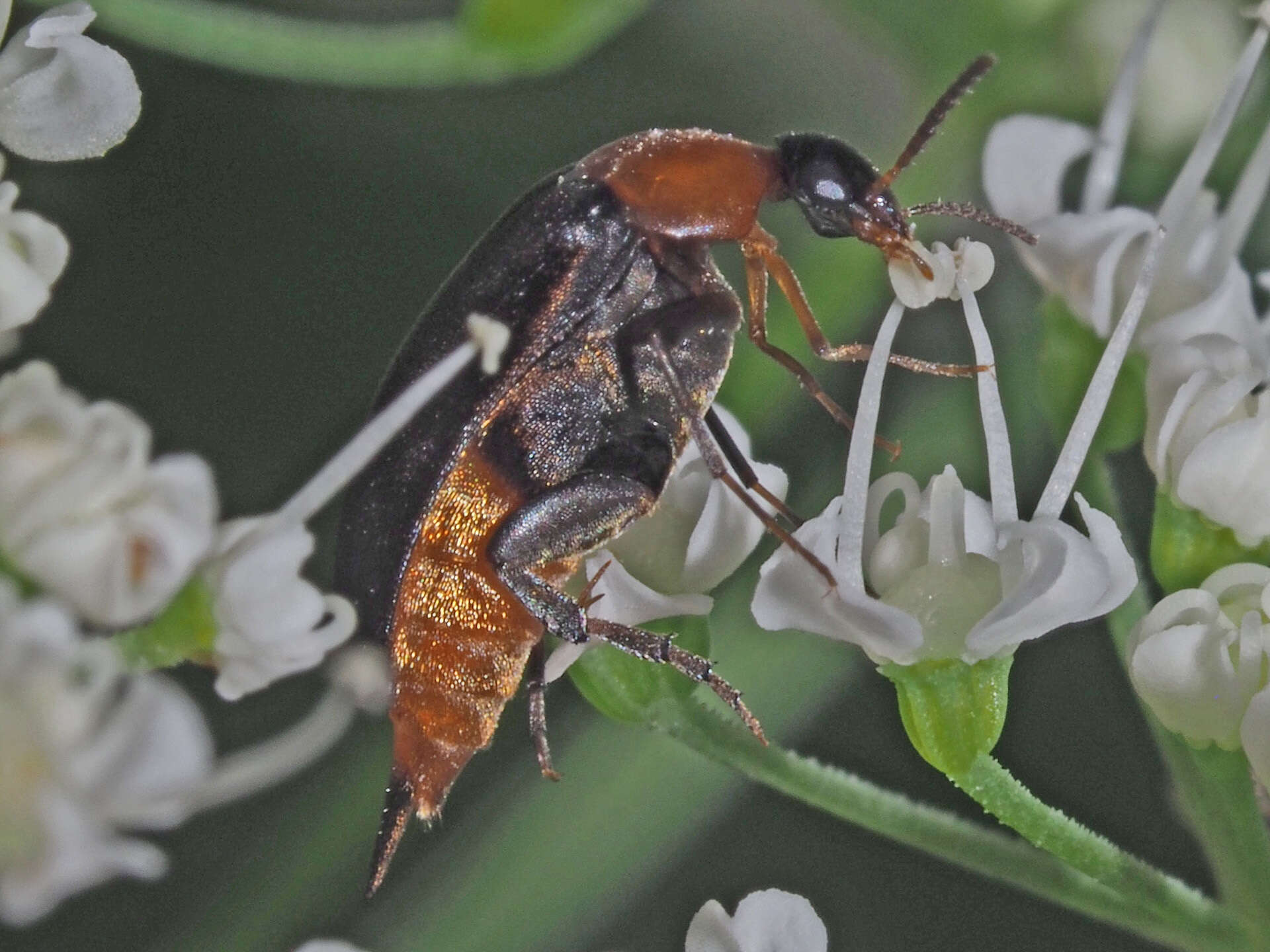 Plancia ëd Mordellochroa abdominalis (Fabricius 1775)