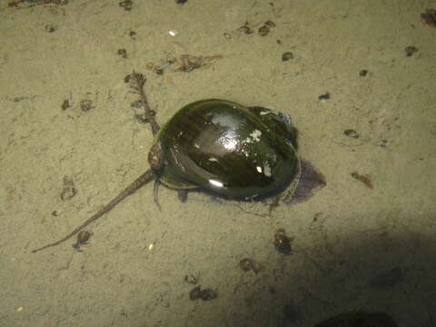 Image of Channeled Applesnail