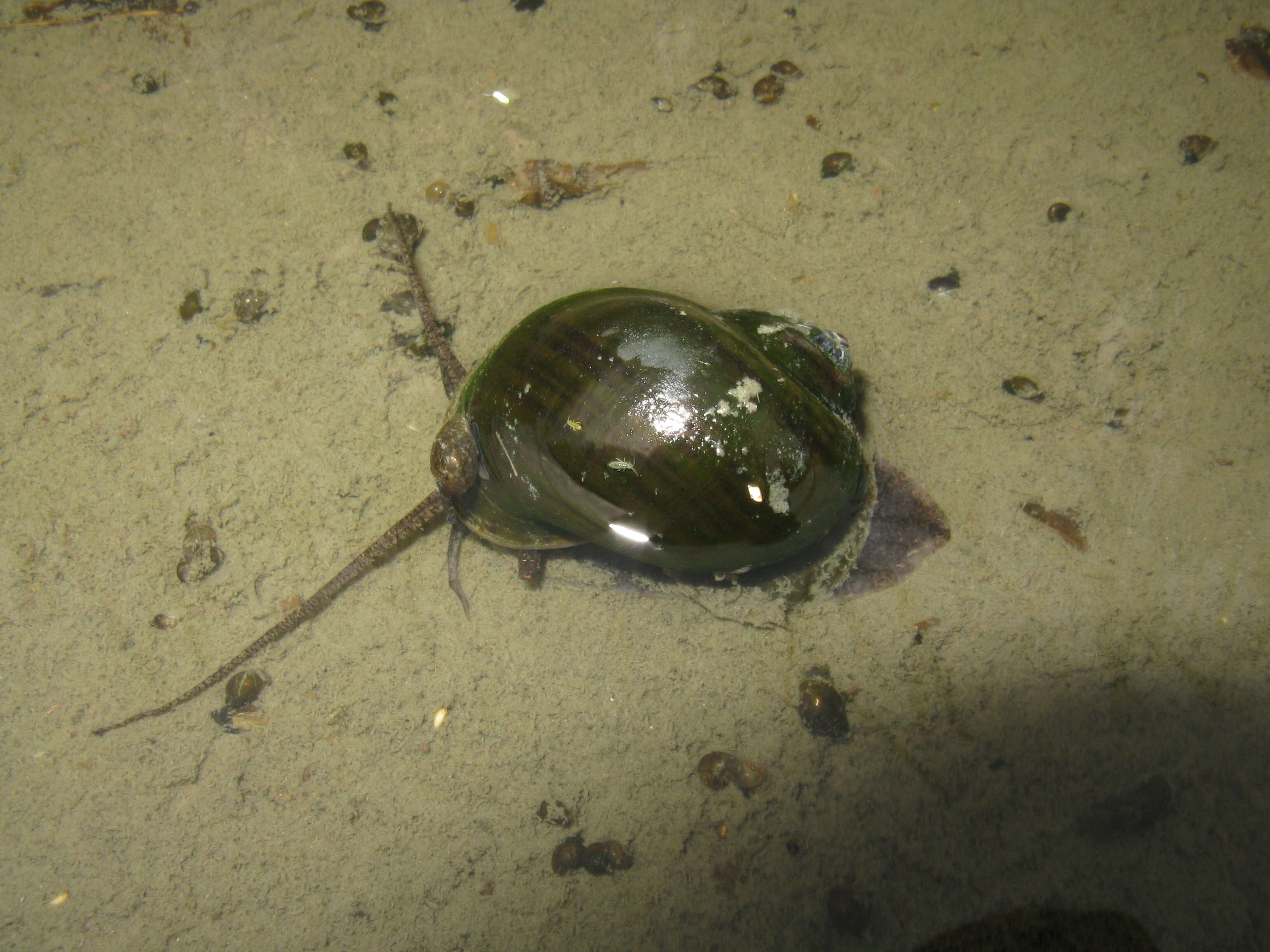 Sivun Pomacea canaliculata (Lamarck 1822) kuva