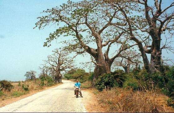 Image of African Baobab