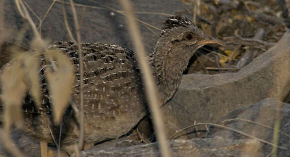 Image of Andean Tinamou