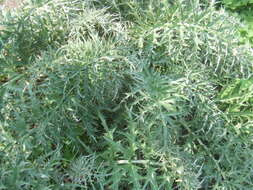 Image of cardoon