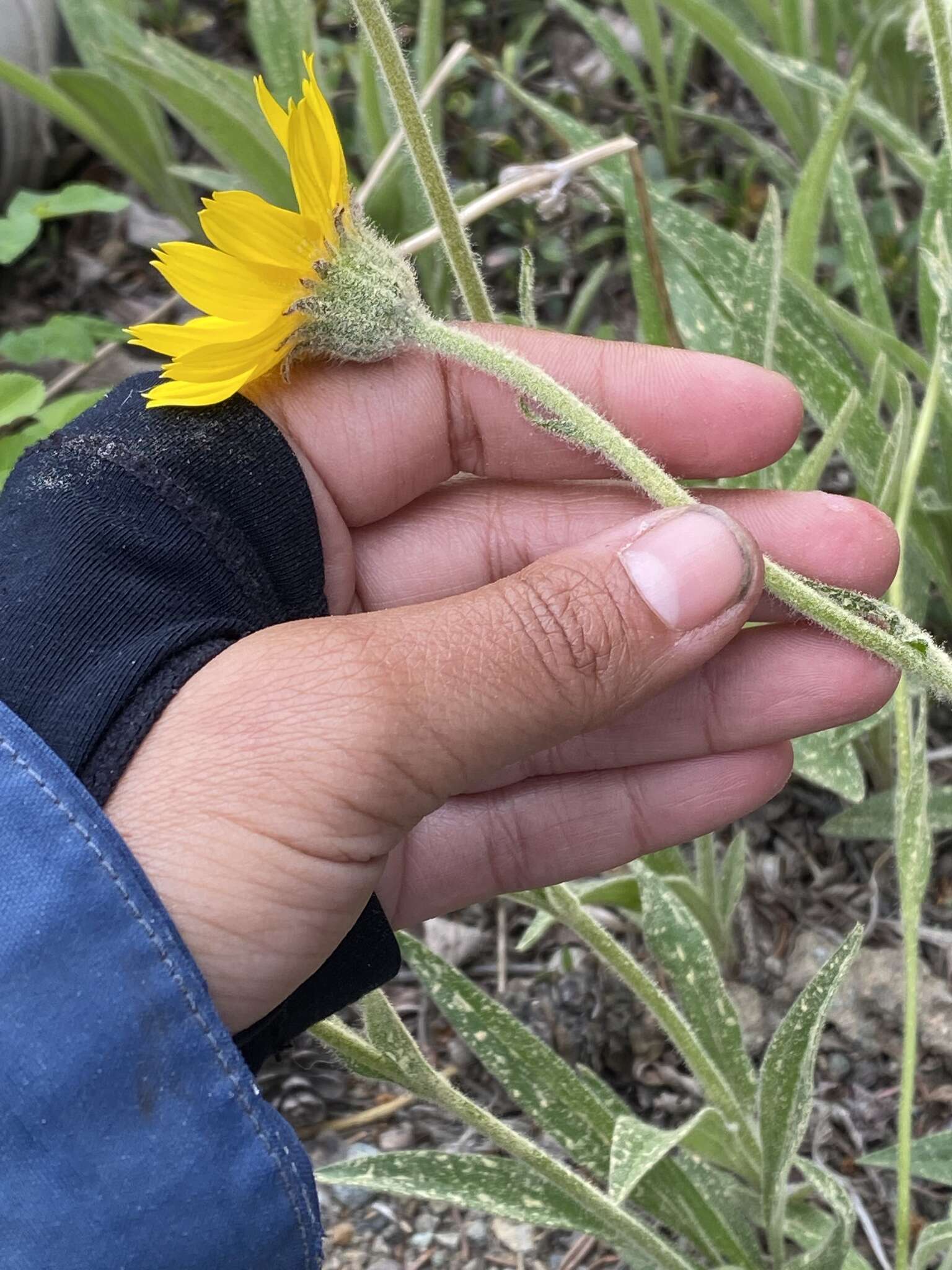 Image of narrowleaf arnica