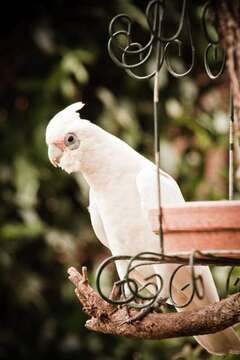 Image of Little Corella