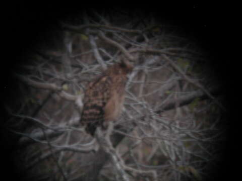 Image of Tawny Fish Owl