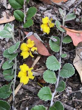 Image of Goodenia hederacea Sm.