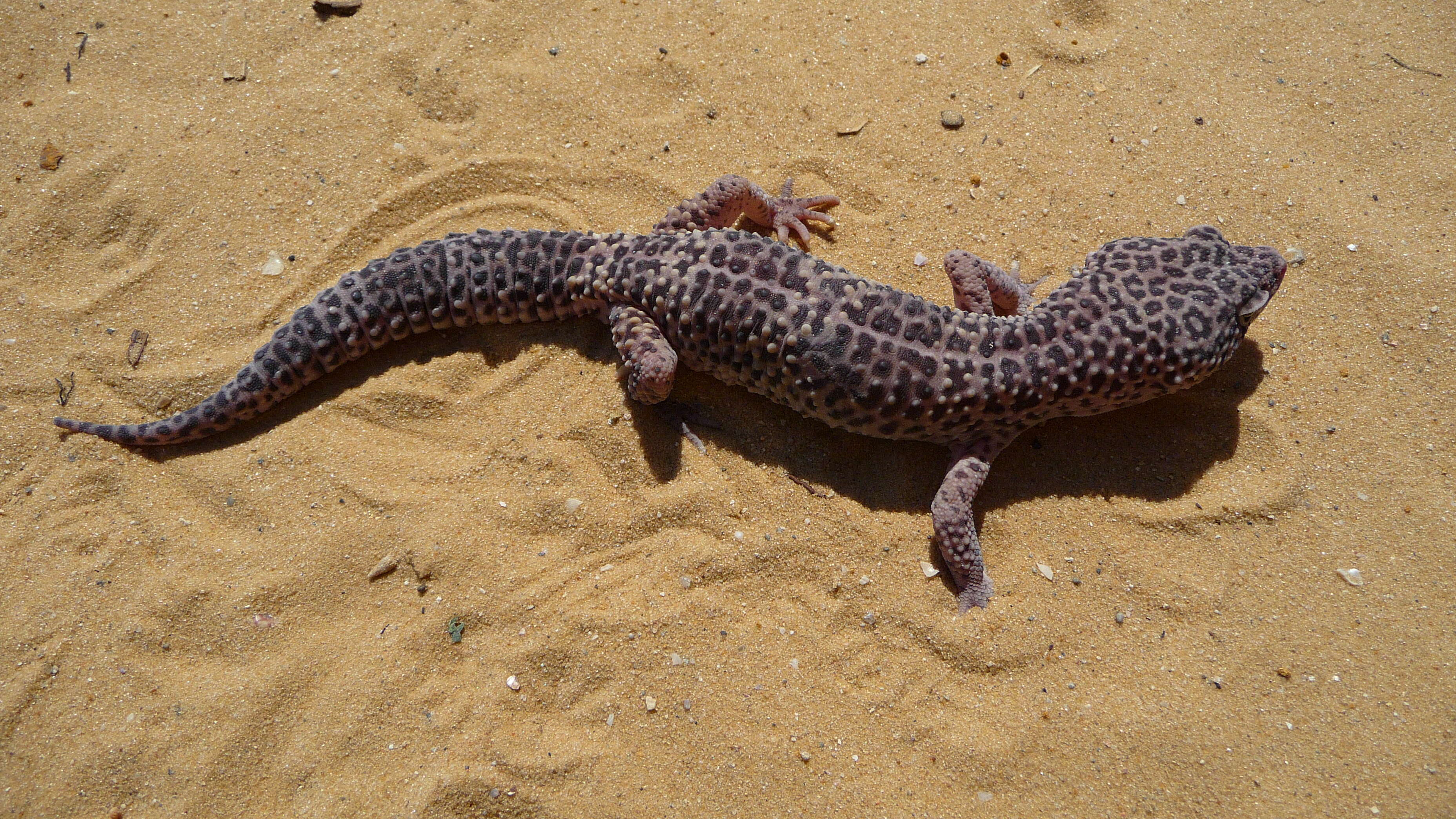 Image of Lichtenfelder's Gecko